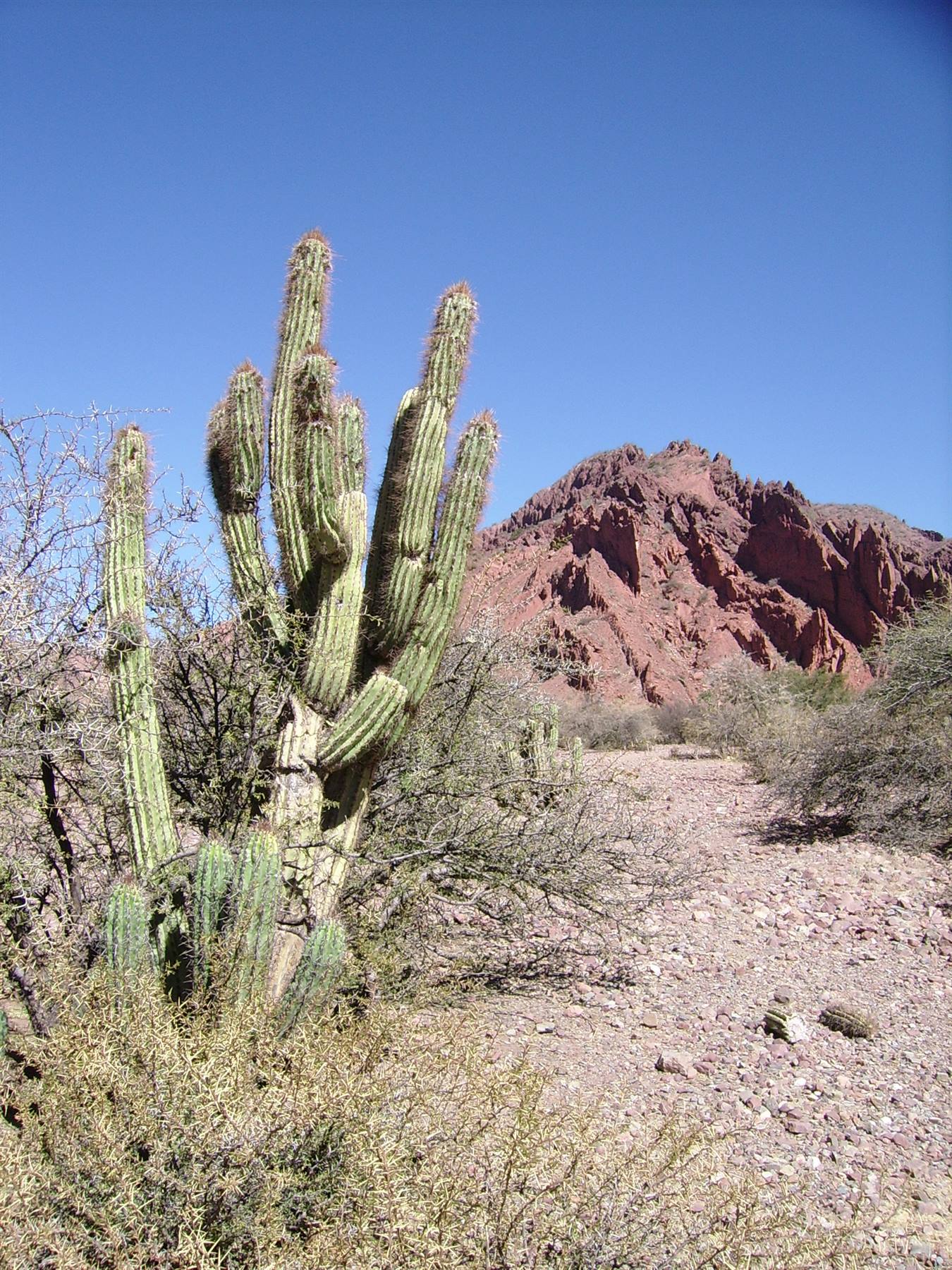 cactus.... ovunque!