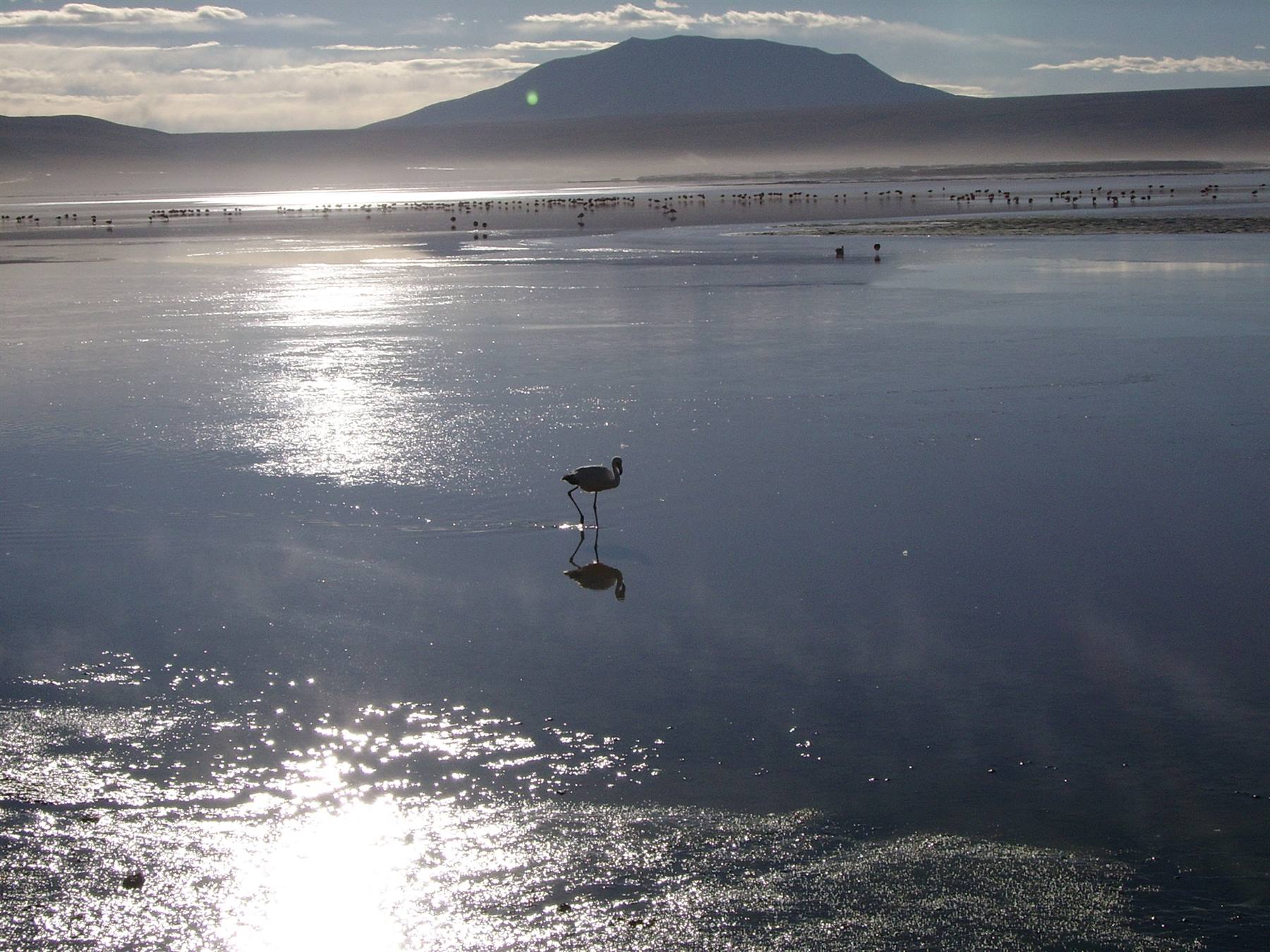 Fenicotteri alla laguna colorada
