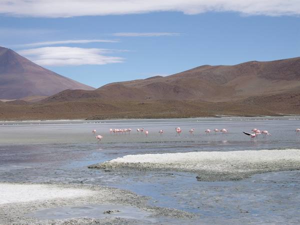 Fenicotteri alla laguna Hedionda nord