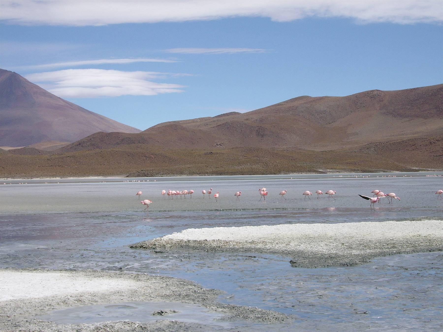Fenicotteri alla laguna Hedionda nord