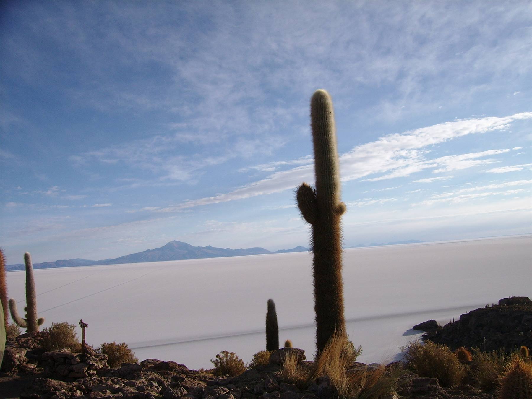 Cactus sull'Isla Incahuasi