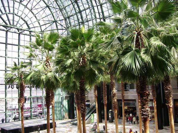 winter garden