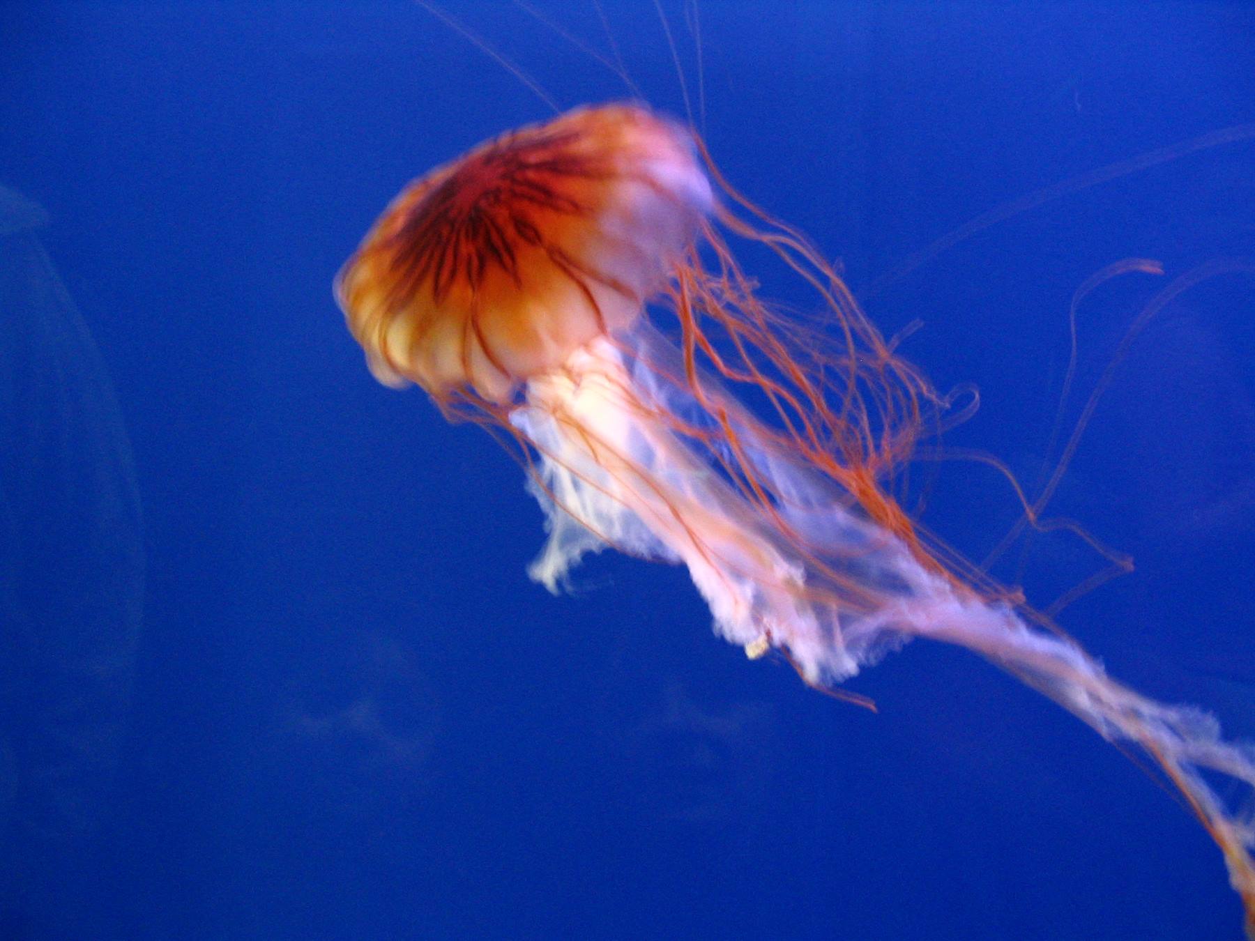 Genova e l'acquario