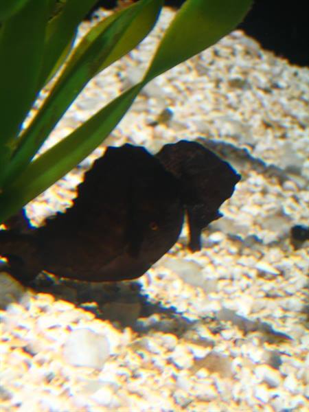 Cavalluccio