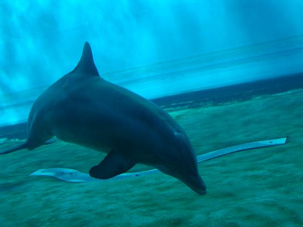 Delfino