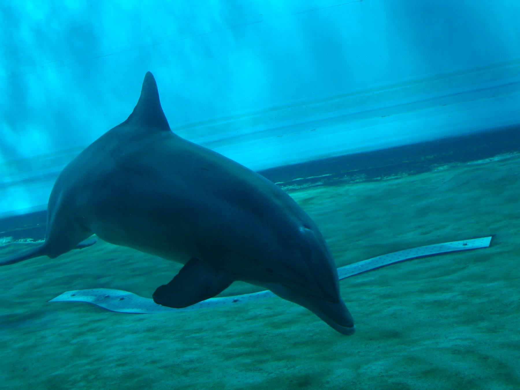 Delfino