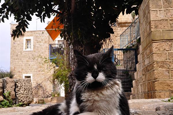 Jaffa (Yafo)