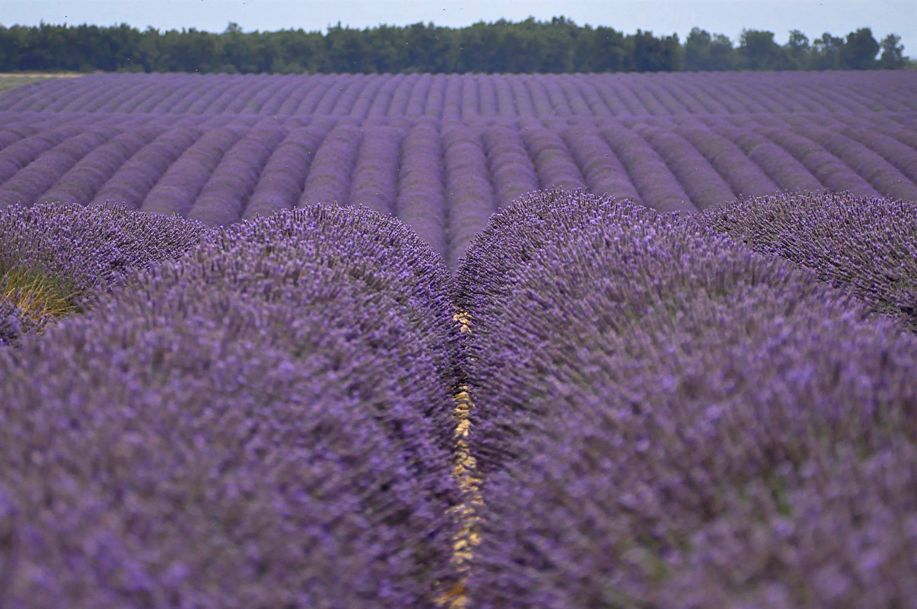 Valensole, lavanda