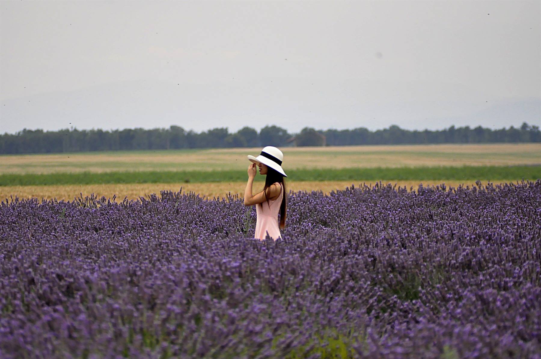 Valensole, lavanda