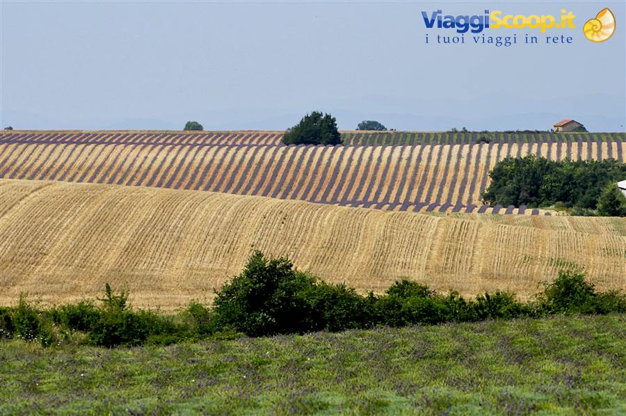 Valensole, lavanda