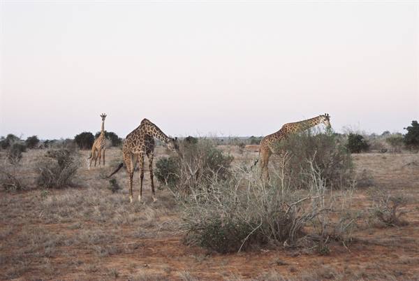 giraffe