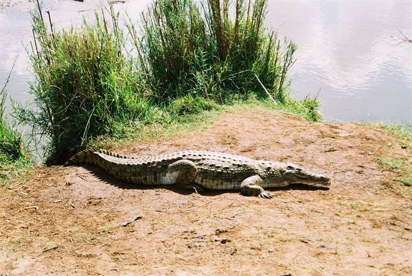 coccodrillo durante il safari