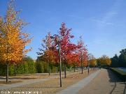 L'autunno sulla Sprea