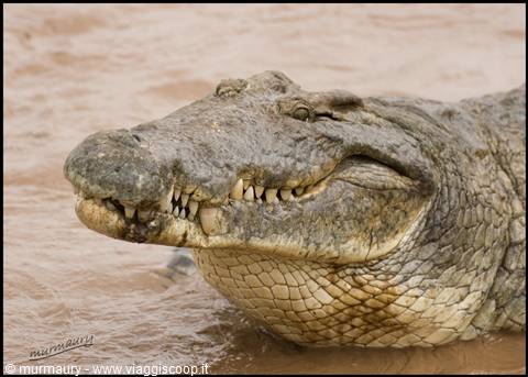 Tsavo Est - mamba