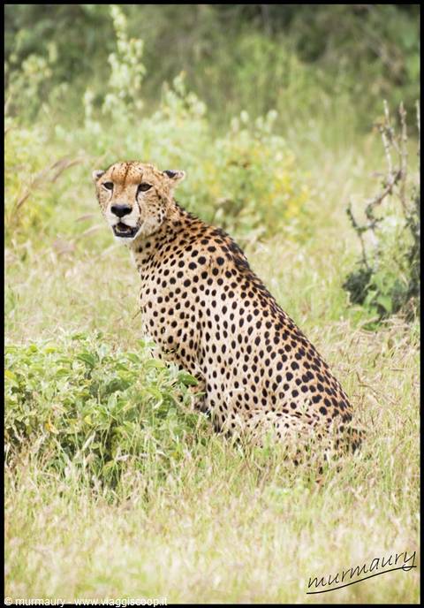 Tsavo Est - cheetah