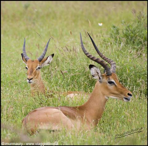 Tsavo Est - gazelle