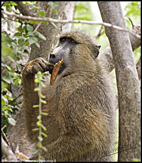 Tsavo Est - baboon