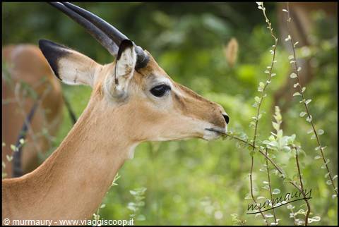 Tsavo Est - gazelle 2