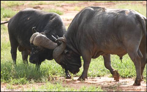 Tsavo Est - buffalo
