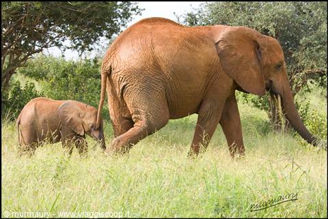 Tsavo Est - tembo