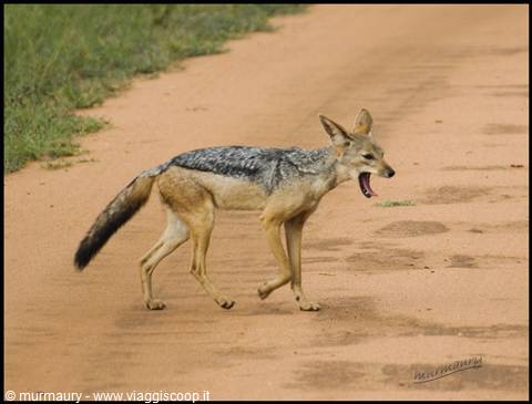 Tsavo Est - jackal