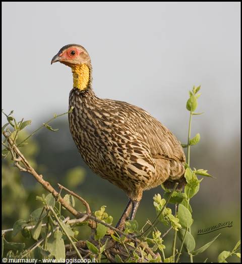 Tsavo Est - fagiano?