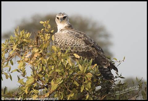 Tsavo Est - osprey