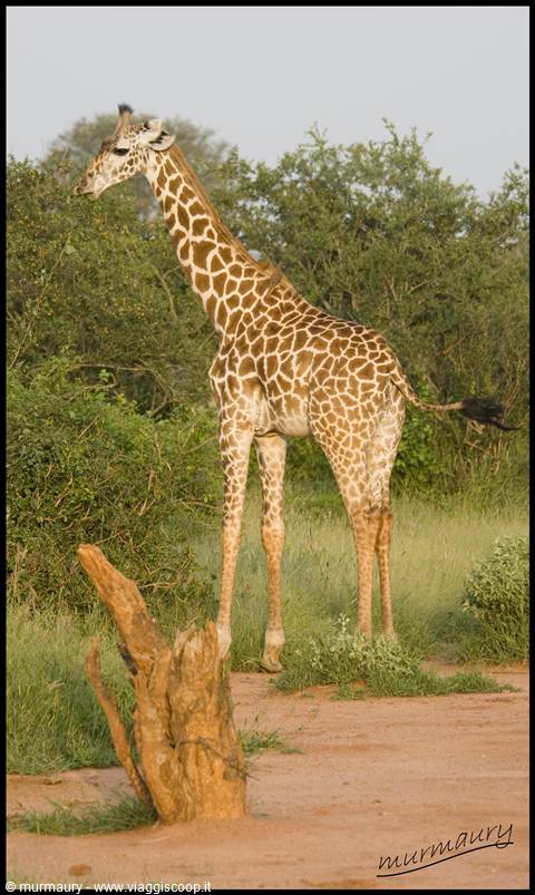 Tsavo Est - twiga