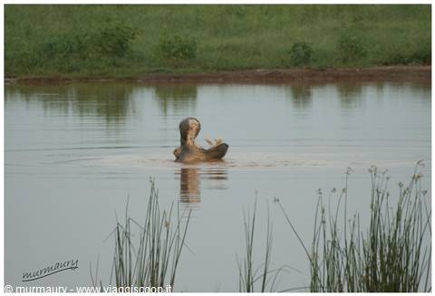 Tsavo Est - hippo
