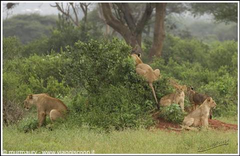 Tsavo Est - simba