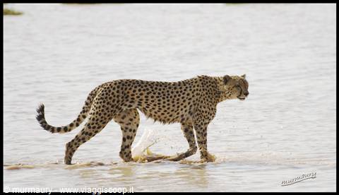 Amboseli - cheetah