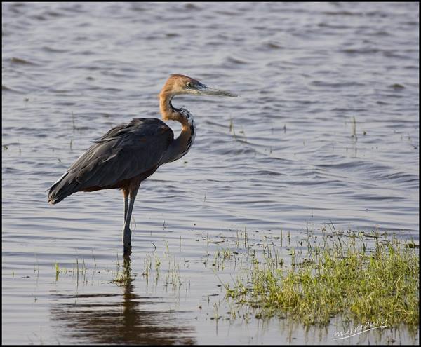 Amboseli - heron