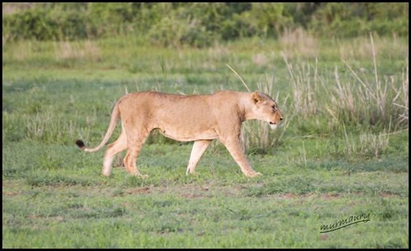 Amboseli - lioness