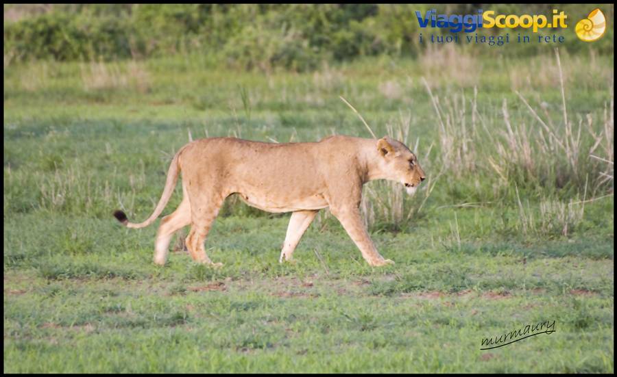 Amboseli - lioness