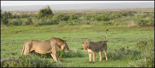 Amboseli - simba