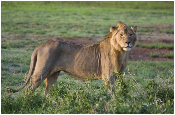 Amboseli - leon