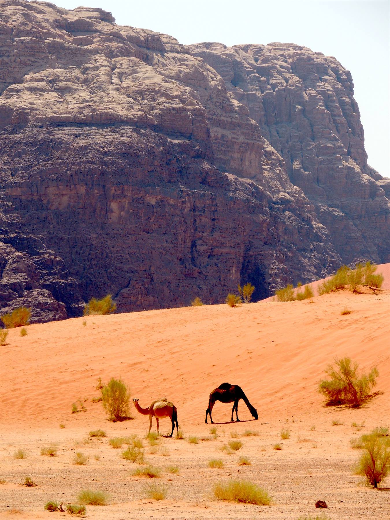 Il deserto del Wadi Rum