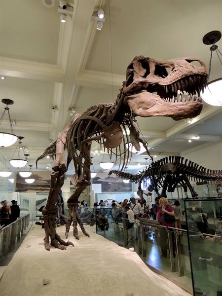 American Museum of Natural History
