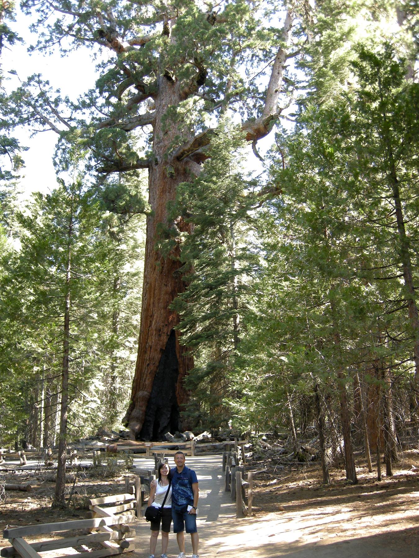 Yosemite National Park - Mariposa Groove - Le Sequoie