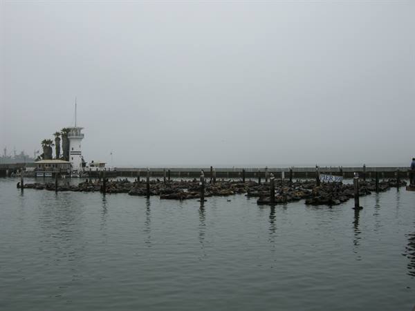 San Francisco - Le foche al Pier 39