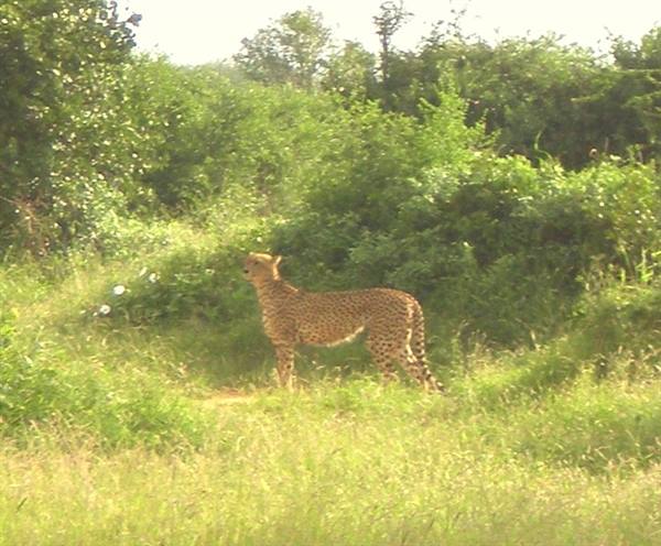 Ghepardo nel parco Tsavo East
