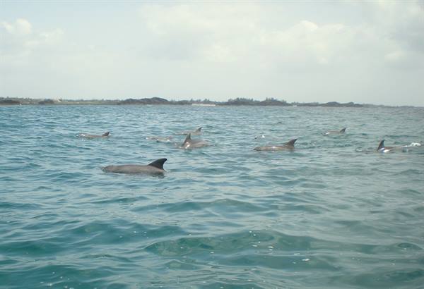 Delfini