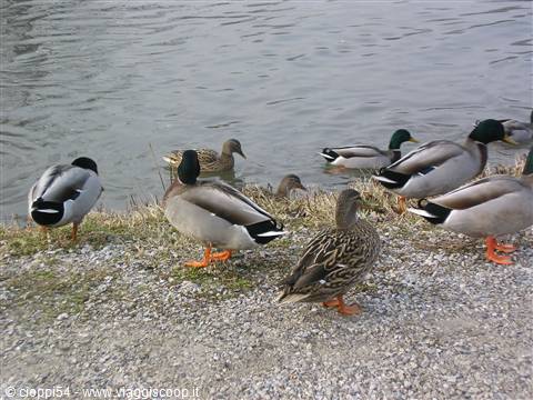 i germani al parco delle cave