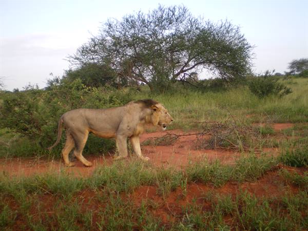 leone allo Tsavo est