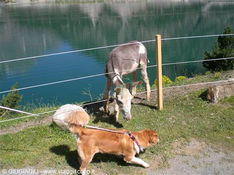 il mio cane