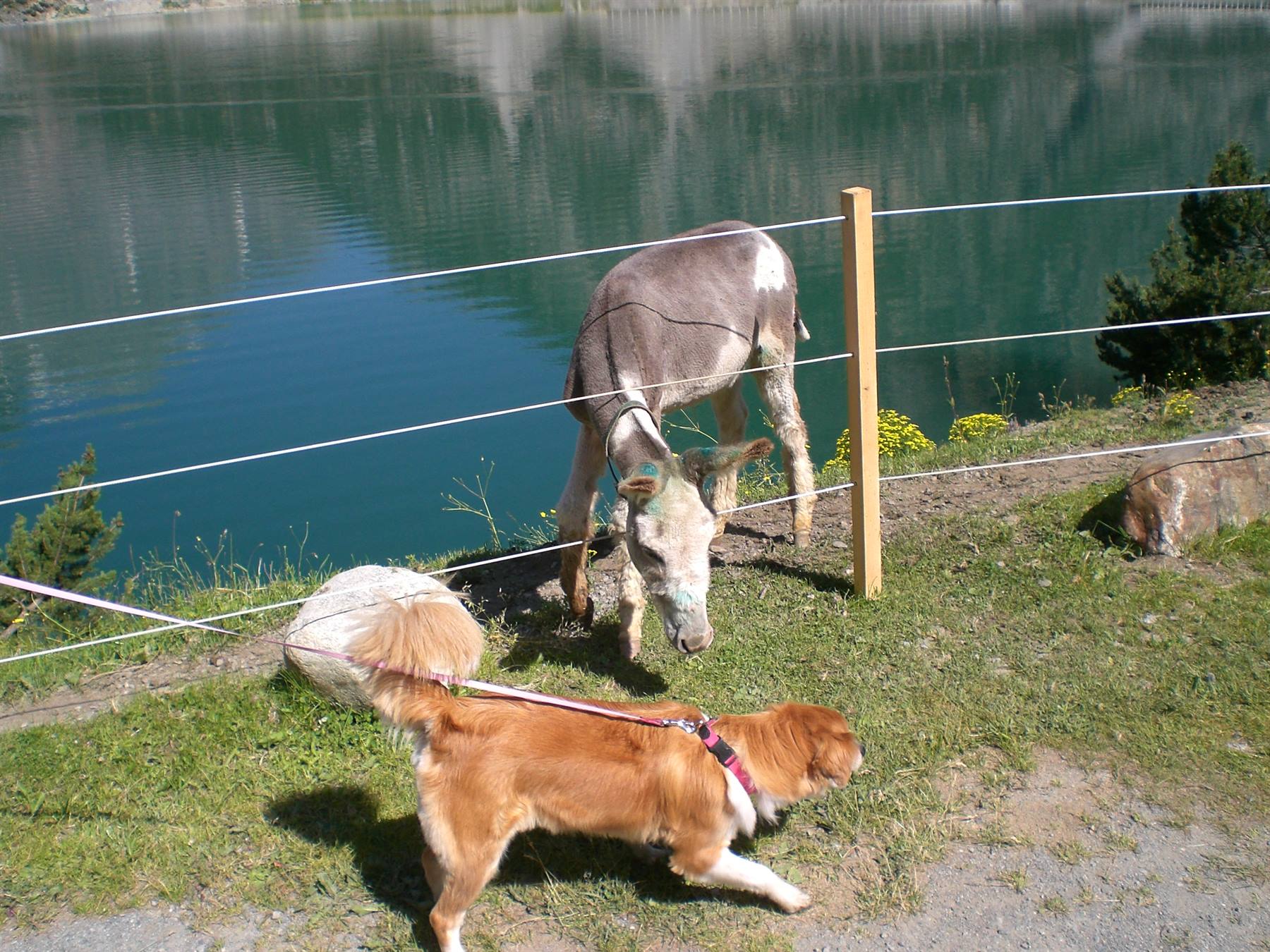 il mio cane