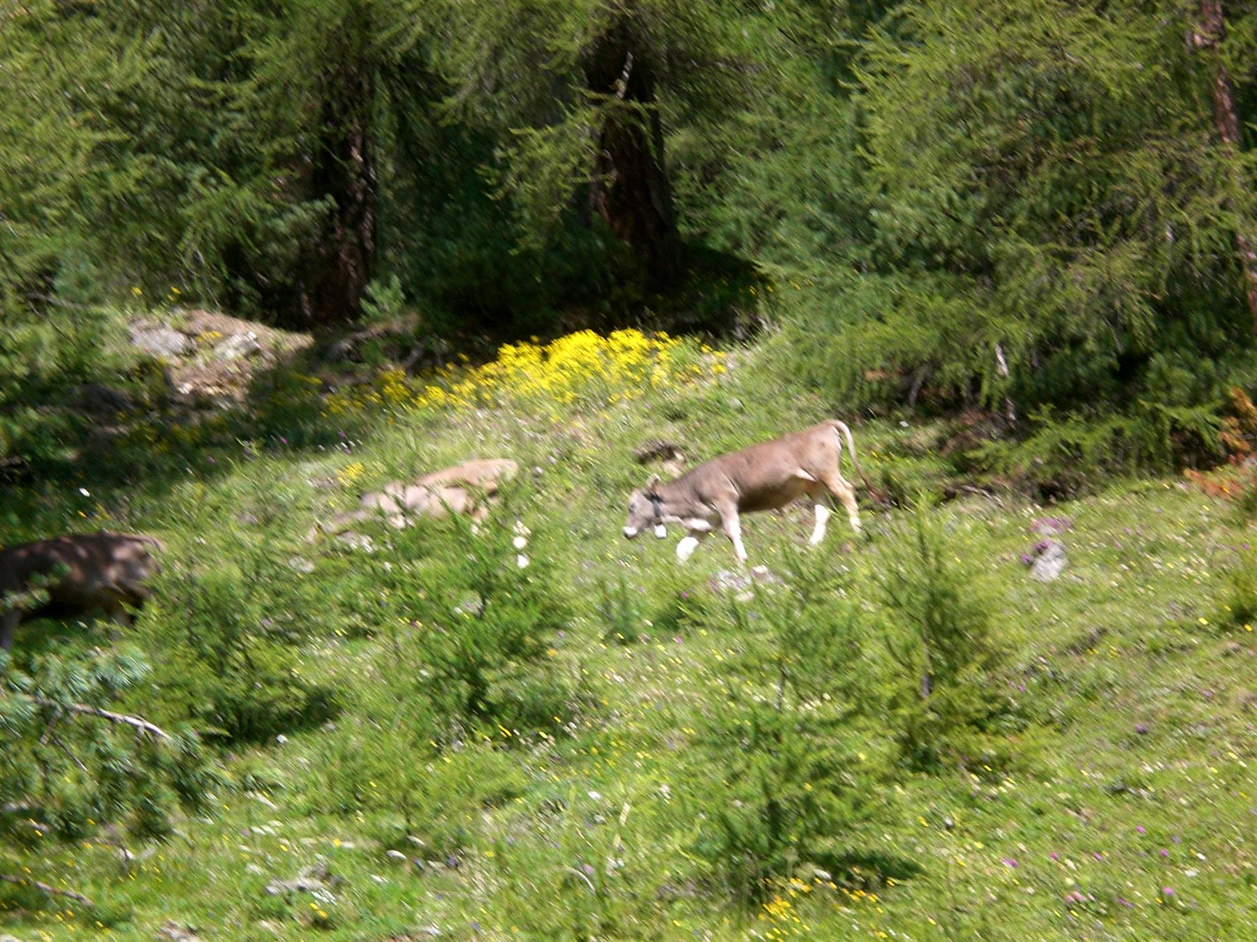 pascolo