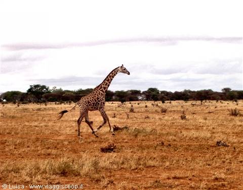 Safari