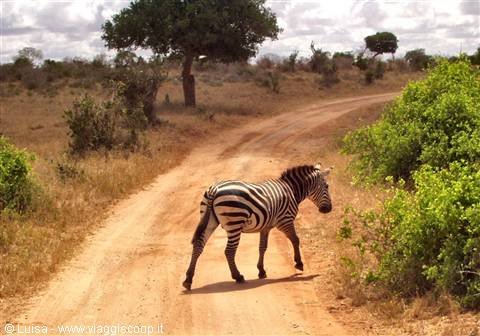 Safari