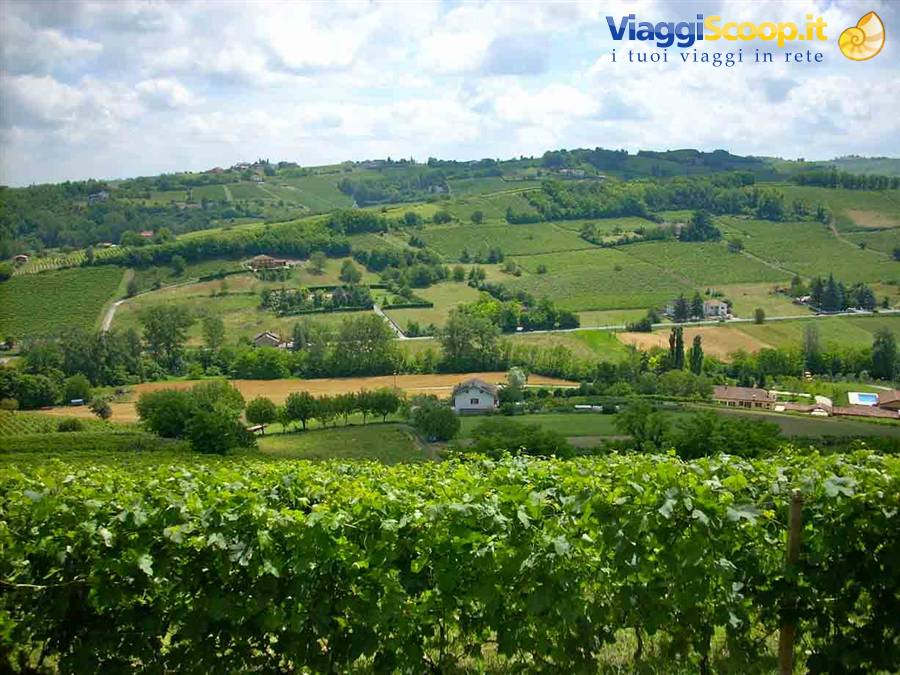 Vigneti intorno a Nizza Monferrato